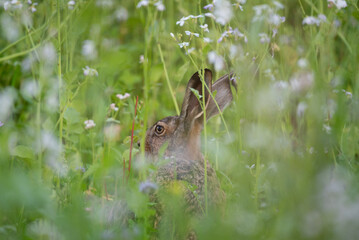 Brown hare in a field