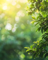blurred green nature background with sunlight and bokeh