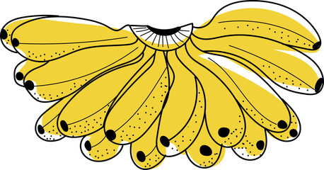 Banana sketch transparent background stock vector illustration. Banana with one berry, banana without peel, banana branch, banana bunch. Hand drawn image. Black outline on white background.Banana sket