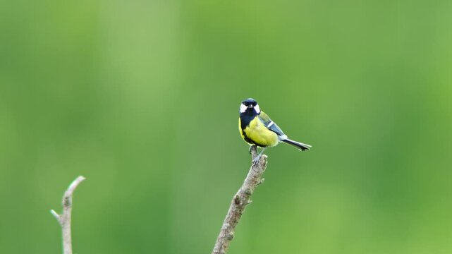 one Great tit (Parus major) sits on a branch and calls its song on a sunny summer morning in Magdeburg, Saxony-Anhalt, Germany, Europe