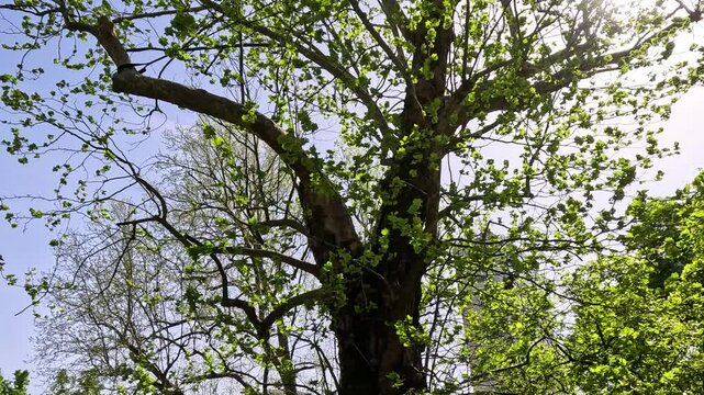 Tree in Indro Montanelli Gardens