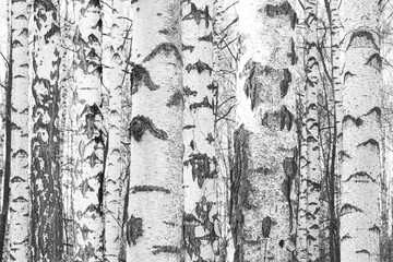 black-and-white photo with white birches