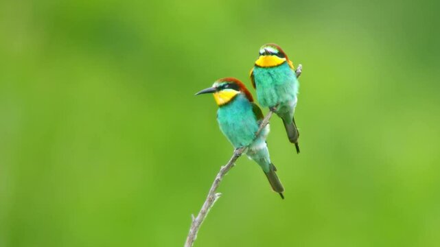 one couple of two bee-eaters (Merops apiaster) sit on a branch and chirp while foraging on a sunny summer morning in Magdeburg, Saxony-Anhalt, Germany, Europe