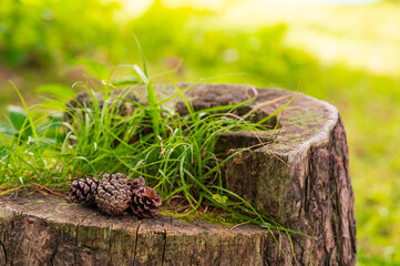 切り株の上に落ちた松ぼっくり