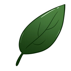 green leaf isolated on white
