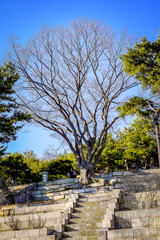 Obraz premium The trees in Changgyeonggung Palace, one of the palaces in Seoul, South Korea.