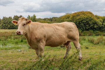 Wiesen und SWeiden in den Niederlanden