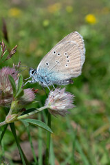 Blue Butterfly on a flower