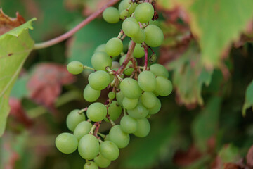 Blühender Garten im Münsterland