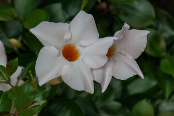 Blühender Garten im Münsterland