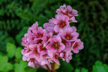 Blühender Garten im Münsterland