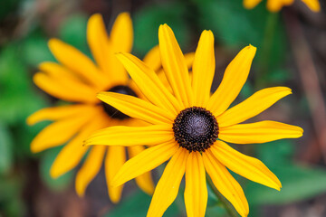 Blühender Garten im Münsterland