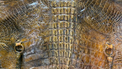 old genuine crocodile alligator skin close up rare leather background