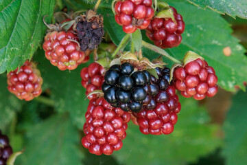 Blühender Garten im Münsterland