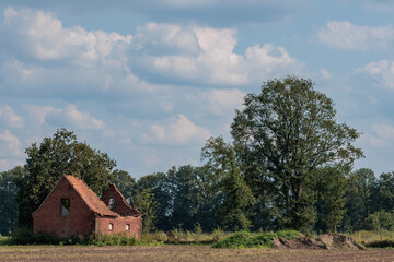K&uuml;he im M&uuml;nsterland