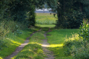 Kühe im Münsterland