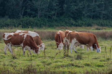Kühe im Münsterland