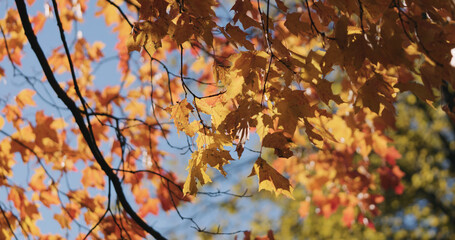 autumn maple leaves sways in wind