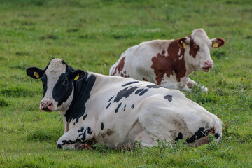 K&uuml;he im M&uuml;nsterland