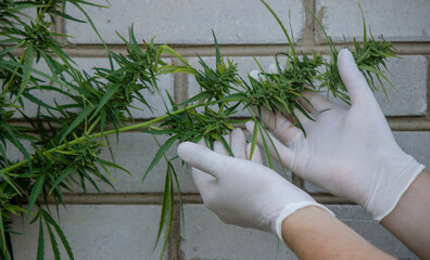 A scientist's hand close-up inspects the pleasant buds on a cannabis plant. Cannabis plantation