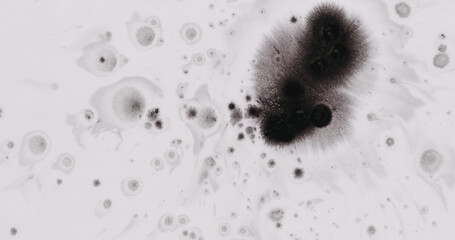 black ink drops spreads on white wet paper