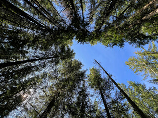Fototapeta premium Tall forest bottom view of the treetops, trees canopy or crowns, wide-angle view. Sunny summer day, blue sky, no people.