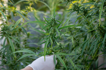 A scientist's hand close-up inspects the pleasant buds on a cannabis plant. Cannabis plantation