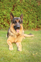 Adult German shepherd lying on green grass. Watcher of family houses and buildings. A devoted companion. Good olfactory properties. Protector. Service breed.

