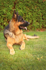 Adult German shepherd lying on green grass. Watcher of family houses and buildings. A devoted companion. Good olfactory properties. Protector. Service breed.
