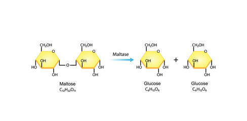 Carbohydrates Digestion. Maltase Enzymes catalyze Disaccharide Maltose Molecules to glucose monosaccharide. Glucose Sugar Formation. Scientific Diagram. Vector Illustration.