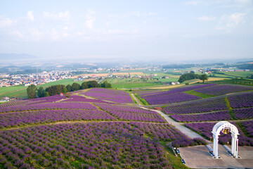 日本,北海道,上富良野町,日の出公園のラベンダー畑