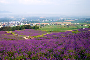 北海道、上富良野町、日の出公園のラベンダー畑