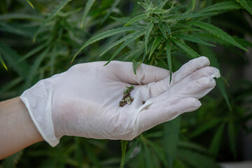A scientist's hand close-up inspects the pleasant buds on a cannabis plant. Cannabis plantation
