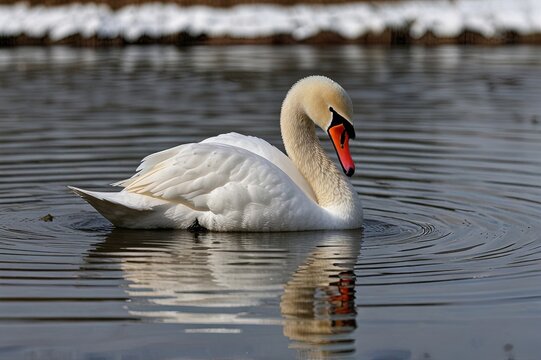A white swan dips its beak in the water on March 31, 2021, at Grafenwoehr Training Area, Grafenwoehr, Germany.