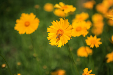 View of bee on the coreopsis flower