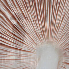 close up of a mushroom