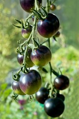 Black tomatoes of Indigo Rose cultivated in a garden  greenhouse. This natural form is rich in anthocyanin in black peel and good for our health.