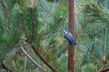 Sikorka © Adrian