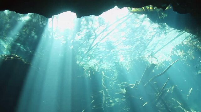A bright blue ocean with sunlight shining through the water. The sunlight is casting a warm glow on the water and the surrounding plants