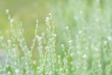 Fototapeta premium Many Small blooming meadow wild flowers with green natural blur background horizontal macro