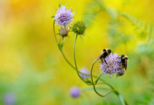Bumblebees on a flower of devils bit scabious