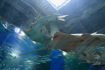 日本、東京、品川アクアパーク水族館の魚たち © dokosola