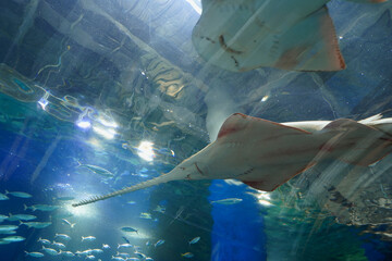 日本、東京、品川アクアパーク水族館の魚たち © dokosola