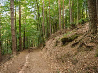 Im Pfälzer Wald