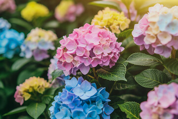 Close-Up of Blooming Pastel Hydrangea Flowers in Garden. Concept of Floral Beauty and Garden Design. Generative AI