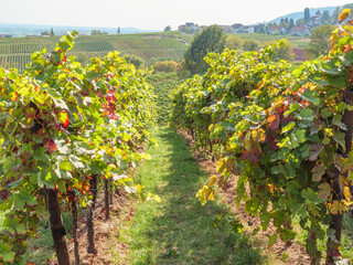 Spätsommer in der PFalz