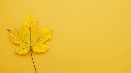 Fototapeta premium Stunning Autumn Yellow Minimalist Background: A Serene and Elegant Visual Display. Showcasing the Grace and Simplicity of Seasonal Tones.