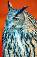 eagle owl on orange background