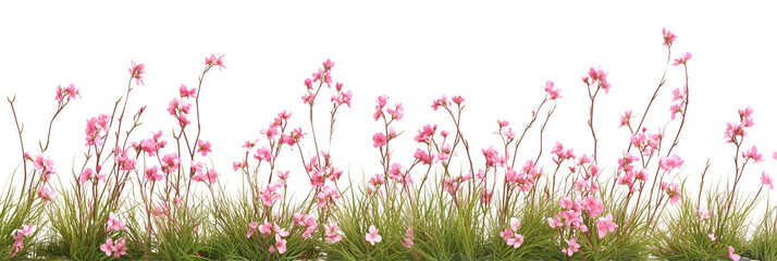 pink spring flowers