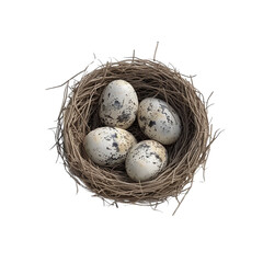 Obraz premium Bird's Nest with Eggs